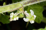 Tropical soda apple